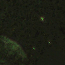 Изображение с помощью цифрового микроскопа